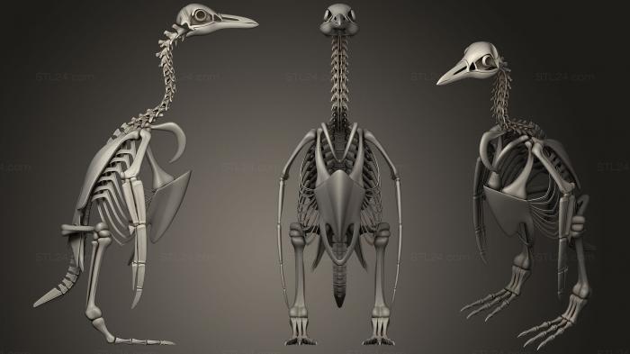 Anatomy of skeletons and skulls (Penguin Skeleton, ANTM_0934) 3D models for cnc